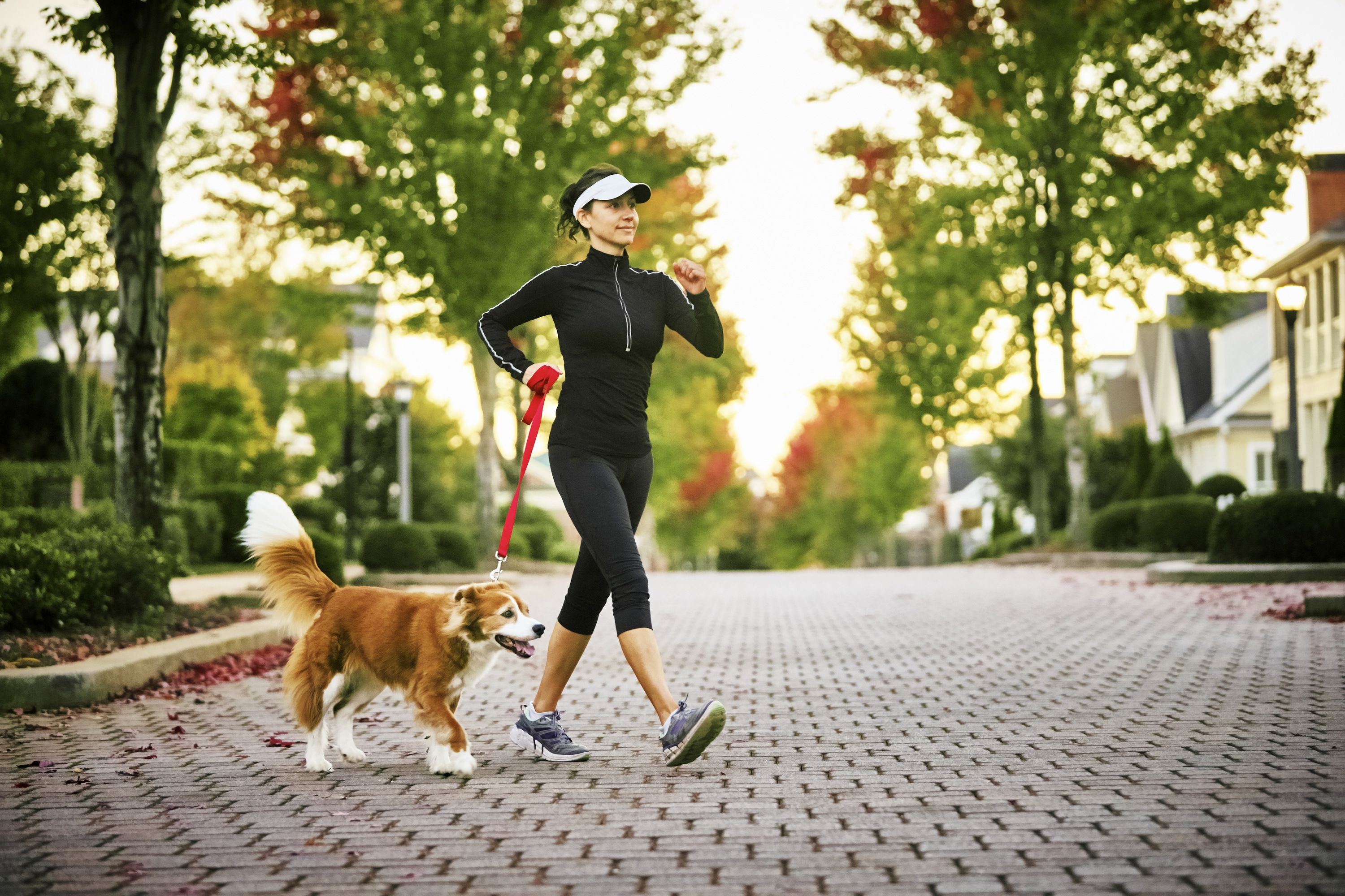 walk the dog briskly and get fit